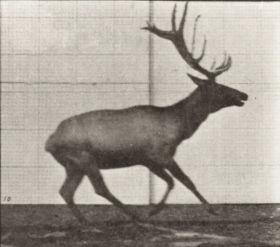 Plate 693 Elk galloping — figure reference